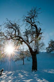 verschneiter Apfelbaum