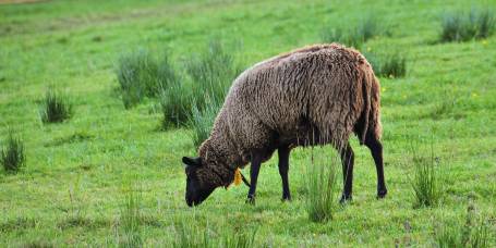 Zu Beginn unserer Milchschafhaltung hatten wir nur weisse Schafe. Erst seit ein paar wenigen Jahren haben wir Schwarze in die Herde integriert. Interessant ist, dass die schwarze Farbe bei der Vererbung dominant scheint. Nicht selten kommen auch gescheckte Tiere zur Welt.