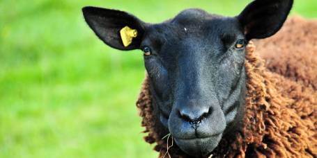 Die Milchschafe sind neugierige und zugleich ängstliche Tiere die sehr genau beobachten wenn etwas Ungewohntes passiert.