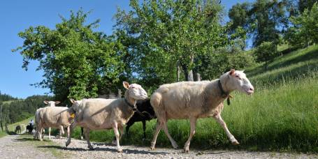 Alle Tage wieder kehren sie von der Weide zurück. Anscheinend sind sie satt, ansonsten würden sie ständig am Wegrand stehen bleiben und fressen.