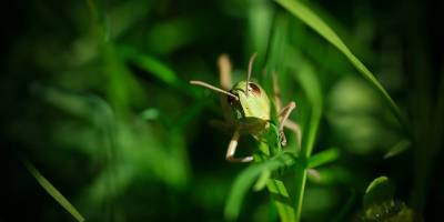 Eine kleine Heuschrecke versteckt im Gras, oder wärmt sie sich einfach nur an der Sonne?