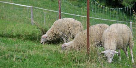 Das Gras auf der anderen Seite ist immer besser - das haben die Lämmer auch herausgefunden.