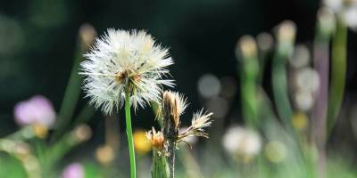 Im Herbst. Die meisten Blumen sind verblüht.