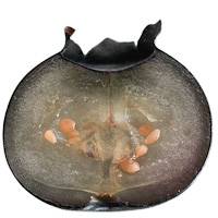 Heidelbeere aufgeschnitten