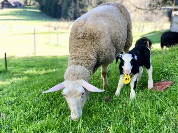 Mutterschaf mit Lamm