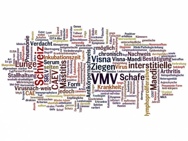 Wortwolke aus einem Text über Maedi-Visna