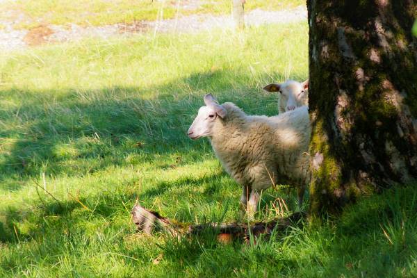 Milchschaflämmer unter einem Baum am Schatten